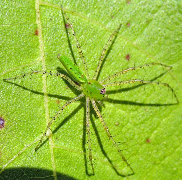 [Thumb - green-lynx-spider.jpg]